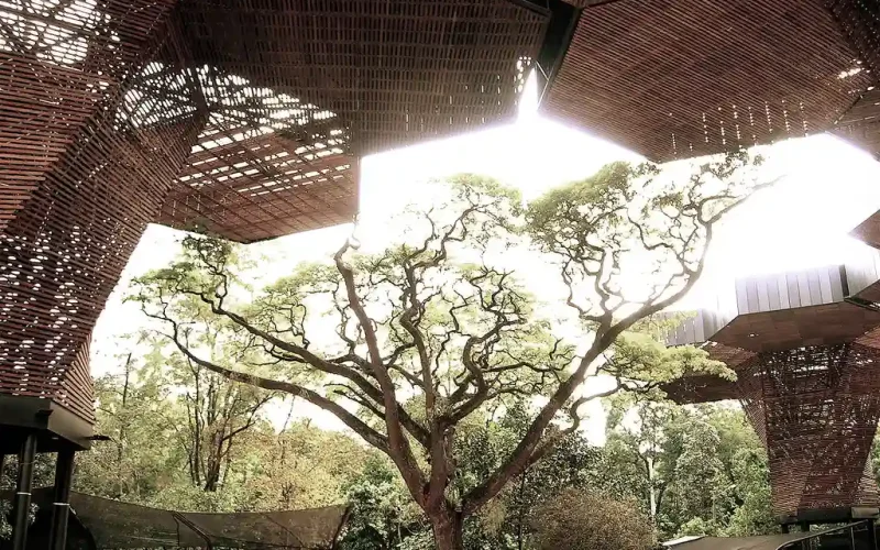 Jardin_Botanico-Orquideorama_Arbol-Medellin